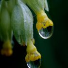 Primula veris