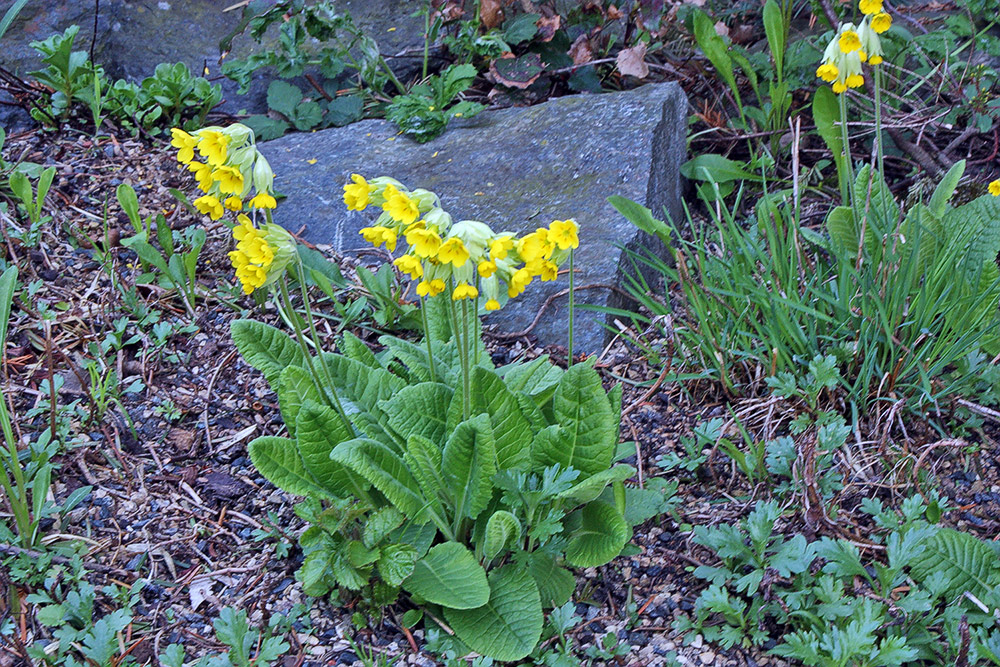 Primula veris - Frühlingshimmelschlüssel