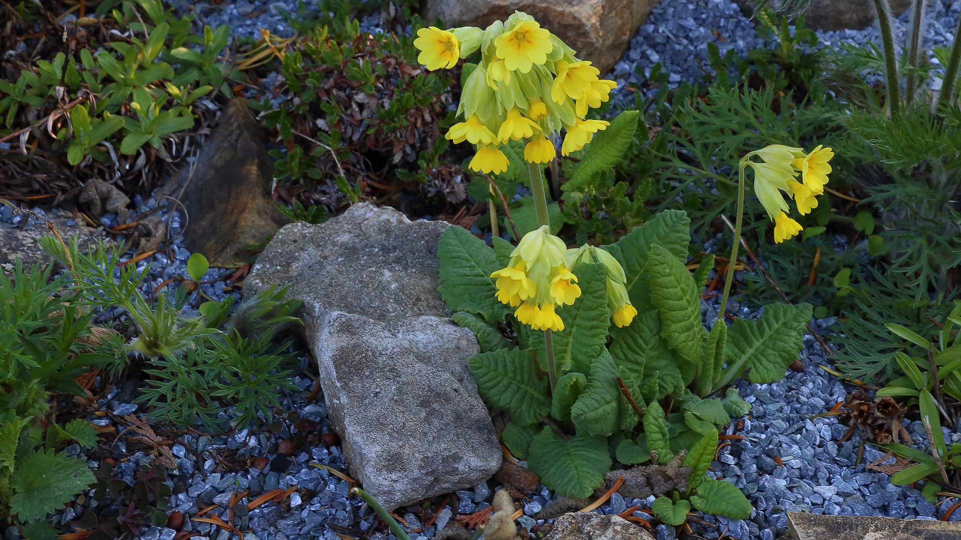 Primula veris-Frühlingsschlüsselblume