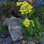 Primula veris-Frühlingsschlüsselblume