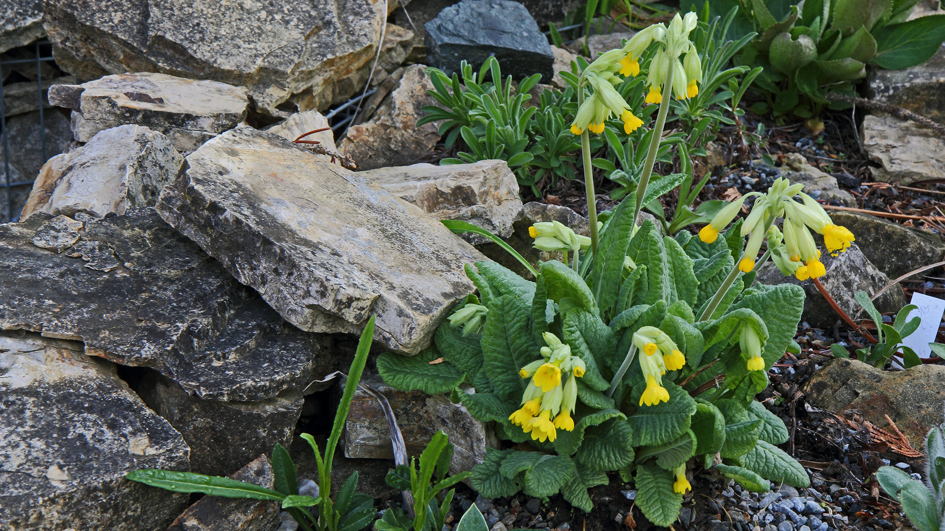 Primula veris - Frühlingsschlüsselblume, die seltener ist...
