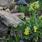 Primula veris - Frühlingsschlüsselblume, die seltener ist...
