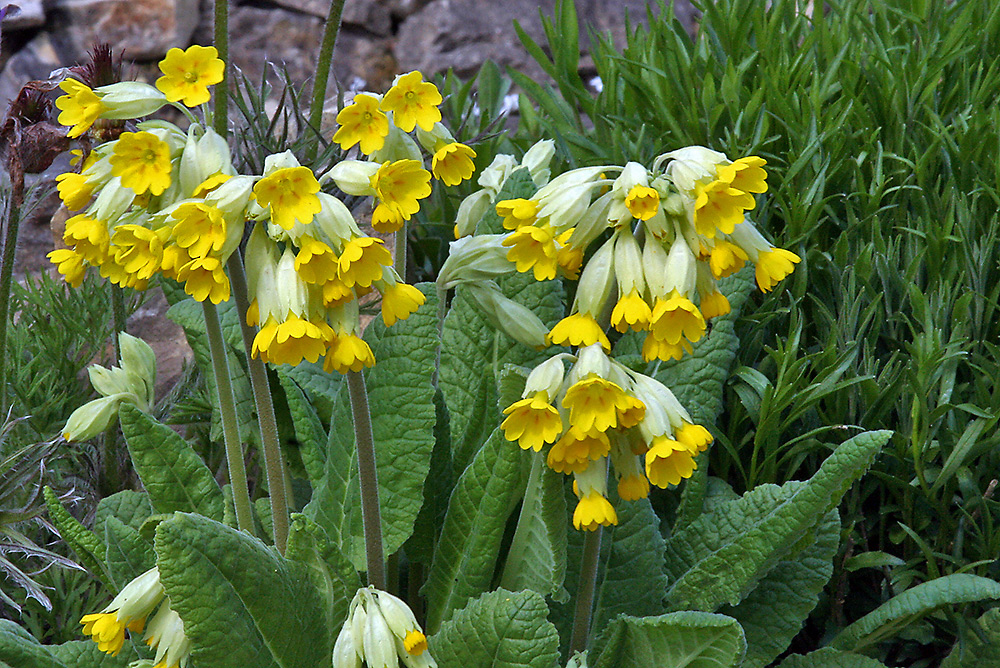 Primula veris - Frühlingsschlüsselblume im Alpinum