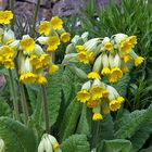 Primula veris - Frühlingsschlüsselblume im Alpinum