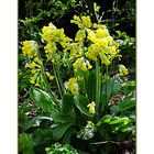 Primula Veris für Klacky