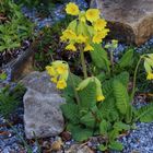 Primula veris - Himmelsschlüssel in meinem Garten