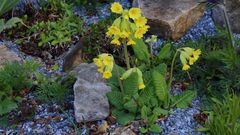 Primula veris - Himmelsschlüssel in meinem Garten