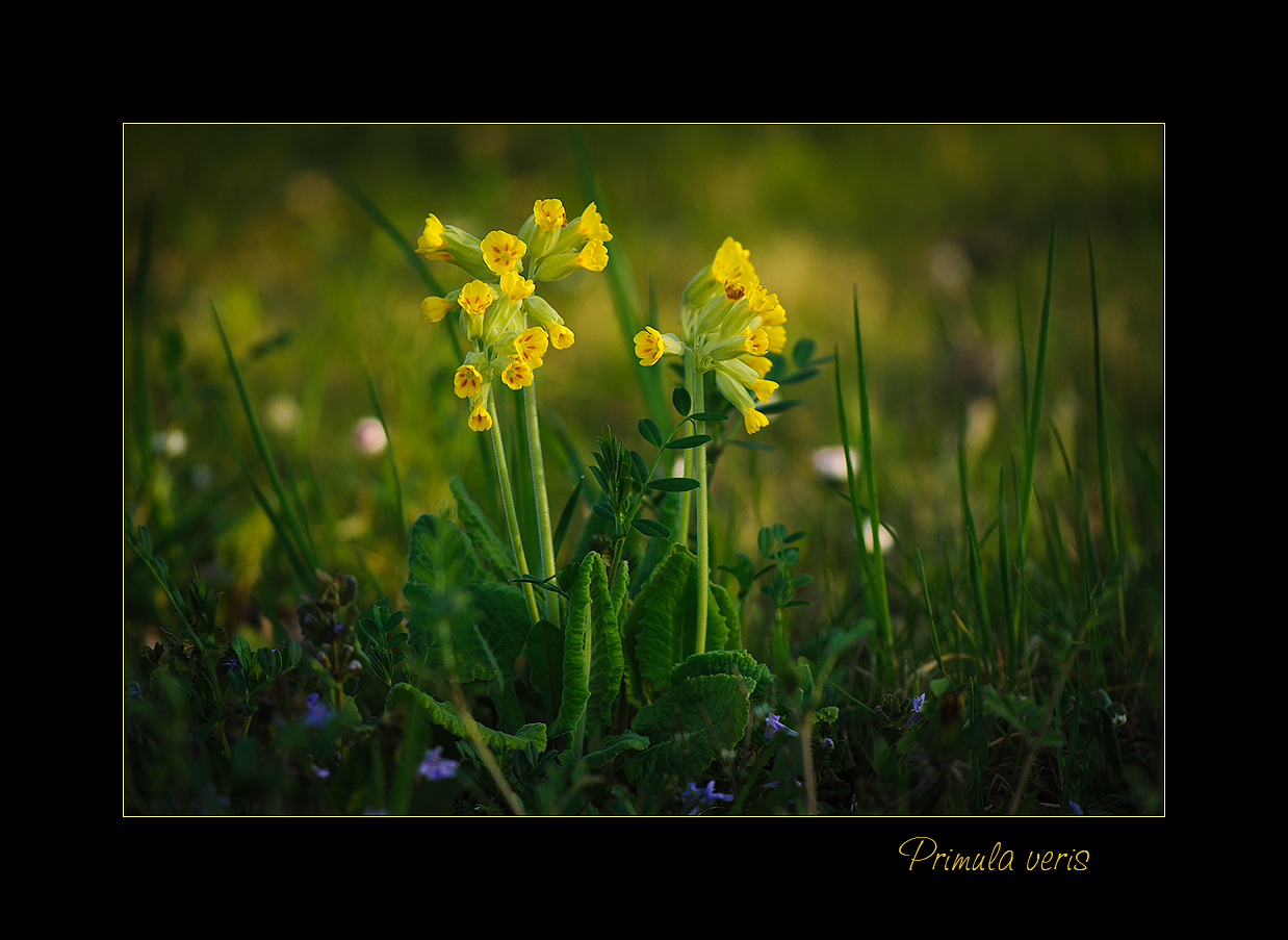 Primula veris in freier Wildbahn