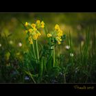 Primula veris in freier Wildbahn