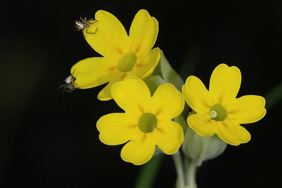 Primula veris mit Besuch