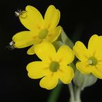 Primula veris mit Besuch