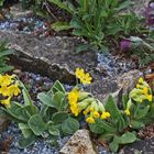 Primula veris und Primula auricula (Himmelsschlüssel und Aurikel)...