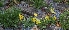 Primula veris und Primula auricula (Himmelsschlüssel und Aurikel)...