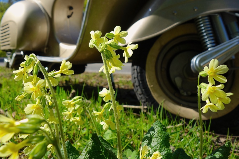 Primula vespa