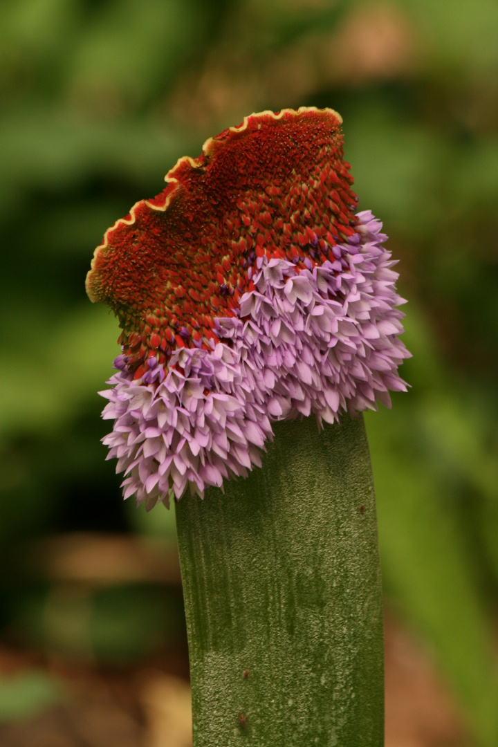 Primula vialii