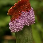 Primula vialii