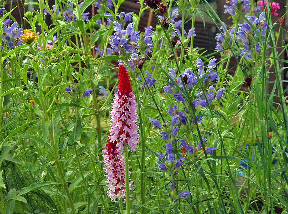 Primula viallii - Orchideenprimel