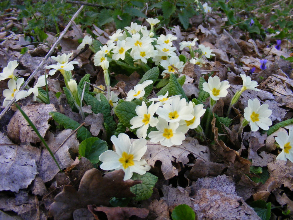 Primula vulgaris