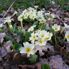 Primula vulgaris