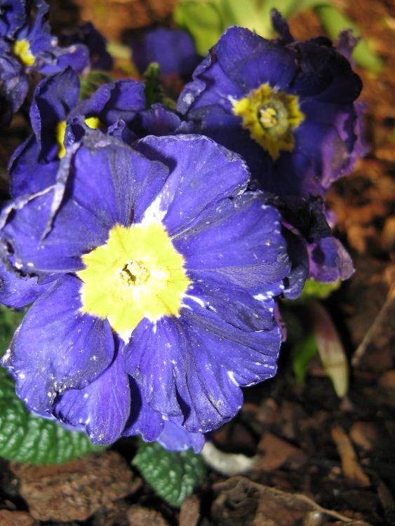 Primula Vulgaris