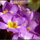 Primula vulgaris