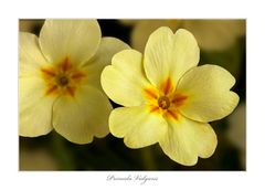 Primula Vulgaris