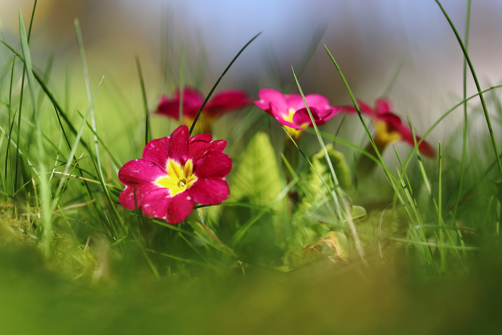 Primula vulgaris Hybrid