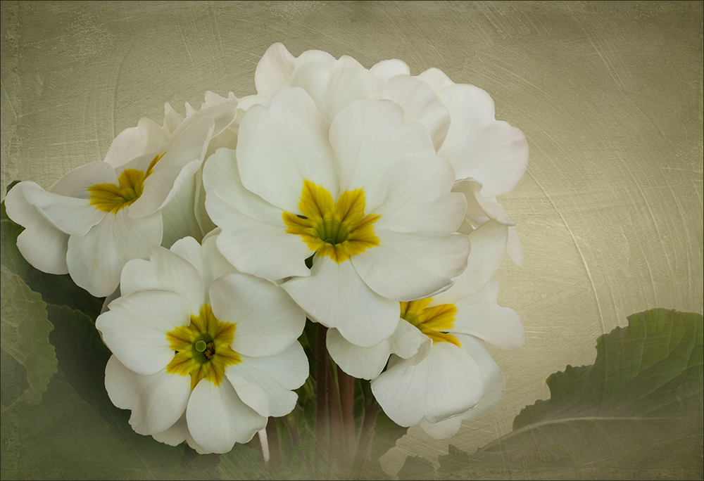 Primula vulgaris Hybride