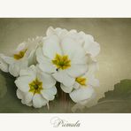 Primula vulgaris Hybride .... II