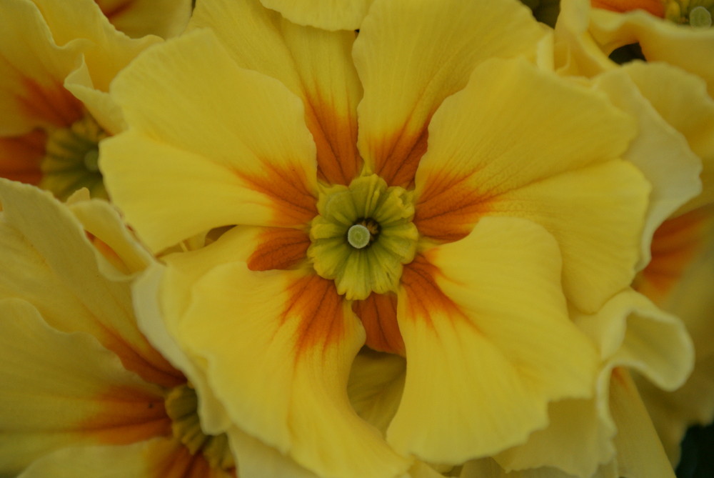 Primula-vulgaris-Trento-Gelb