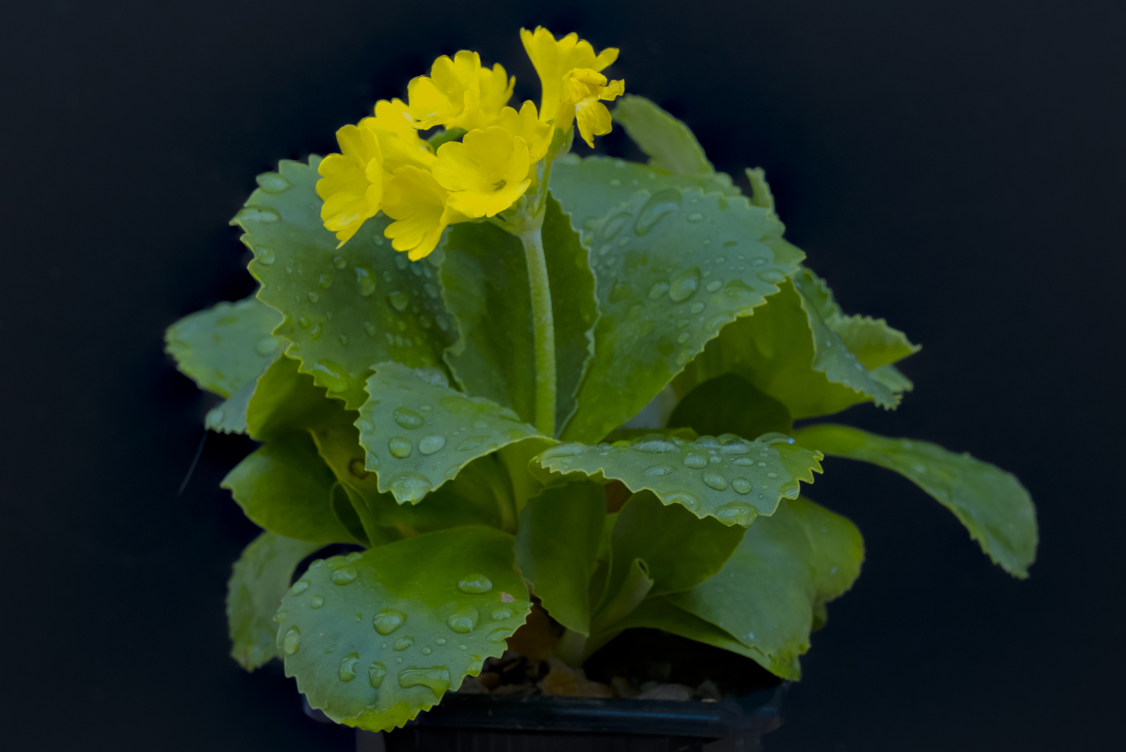 Primula 'Yellow Seedling'