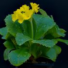 Primula 'Yellow Seedling'