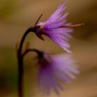 Primulacea - Soldanella alpina 2