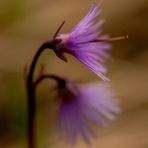 Primulacea - Soldanella alpina