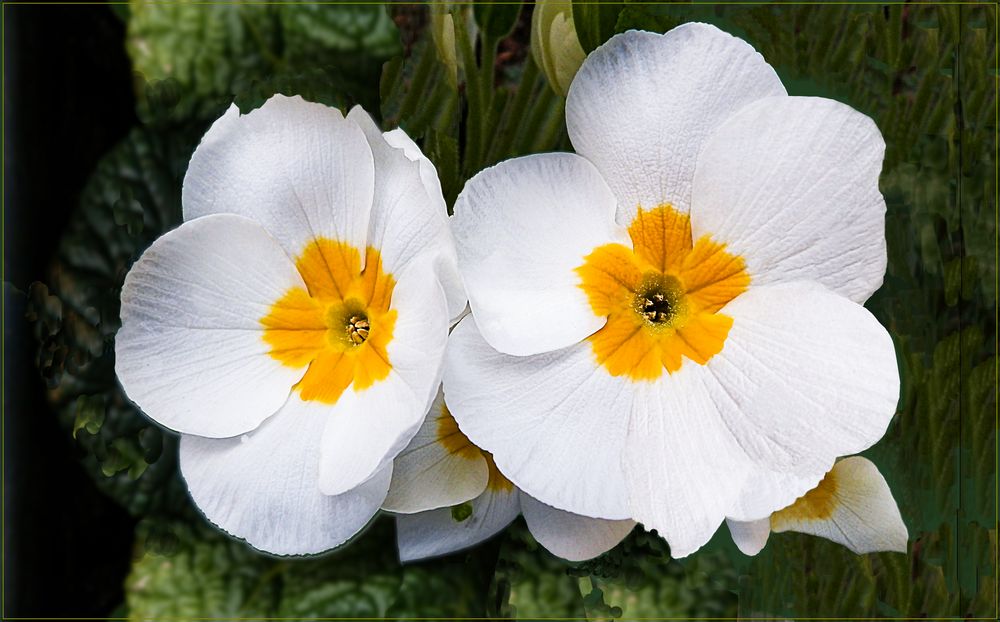 Primulas, Frühling-Anfang!!