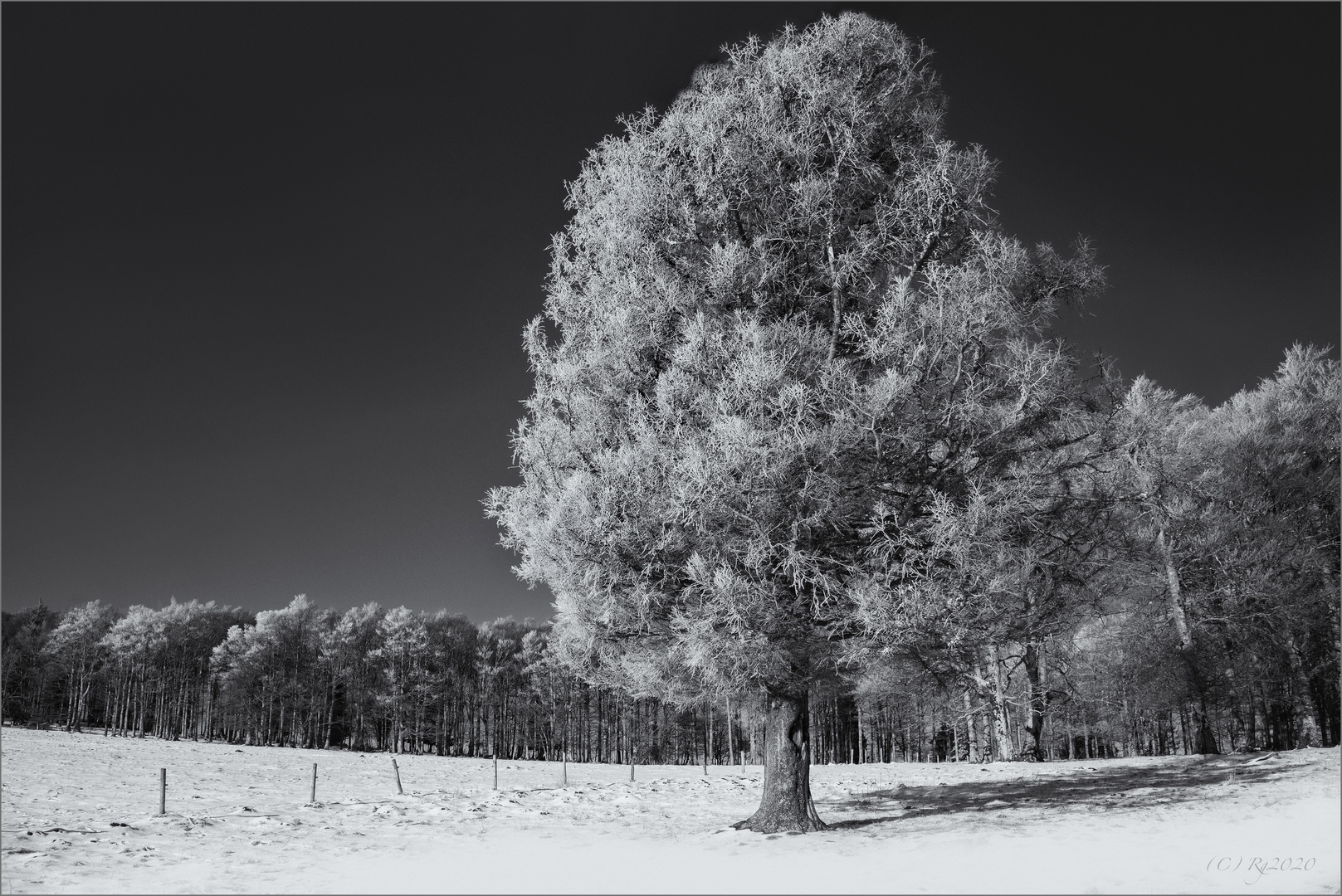 primus inter pares Foto & Bild world, spezial, bäume Bilder auf