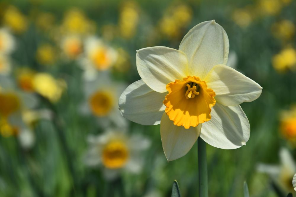 Primus inter pares Foto & Bild spezial, frühling, natur Bilder auf