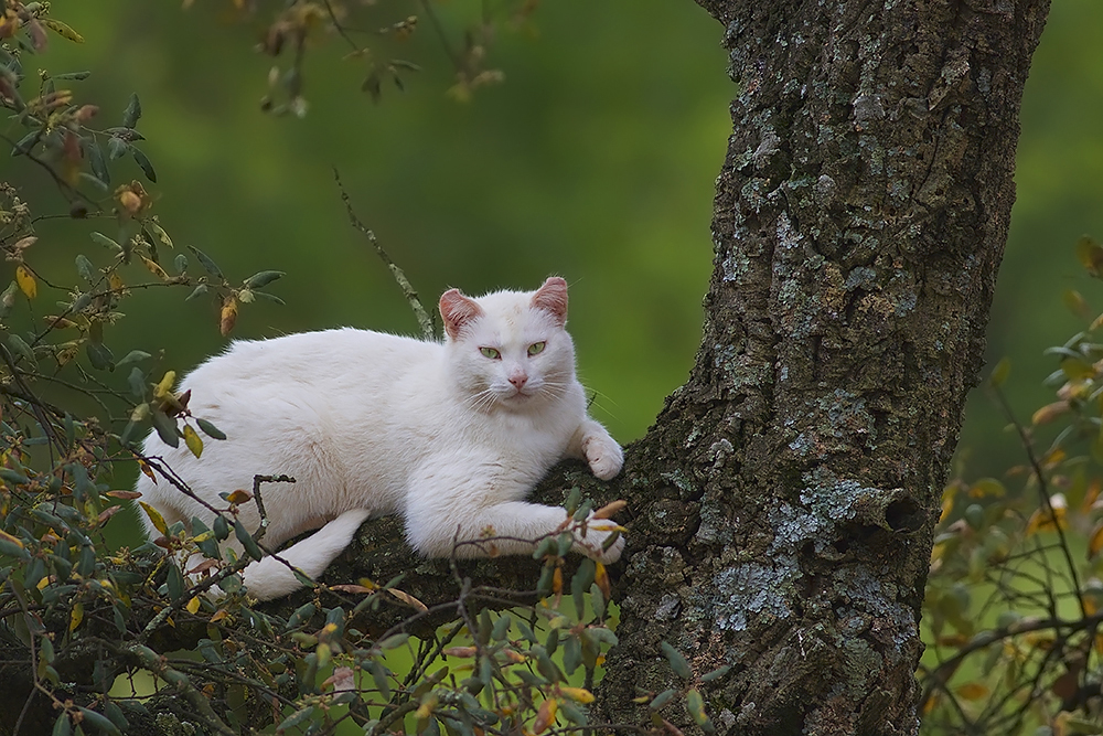 Prince Chat s'est mis au vert;