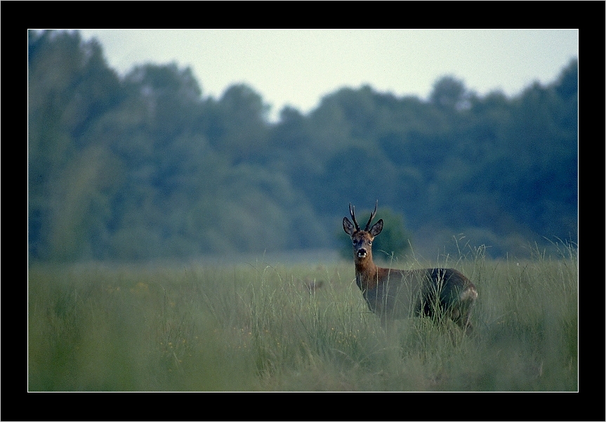 Prince des bois-1