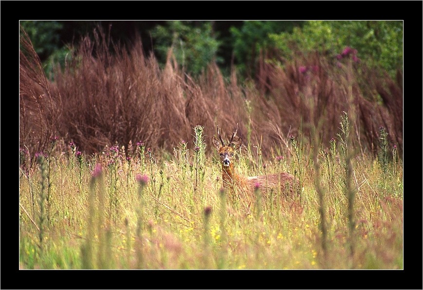 Prince des bois-2