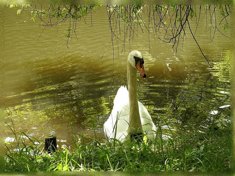 Prince of Swan Lake