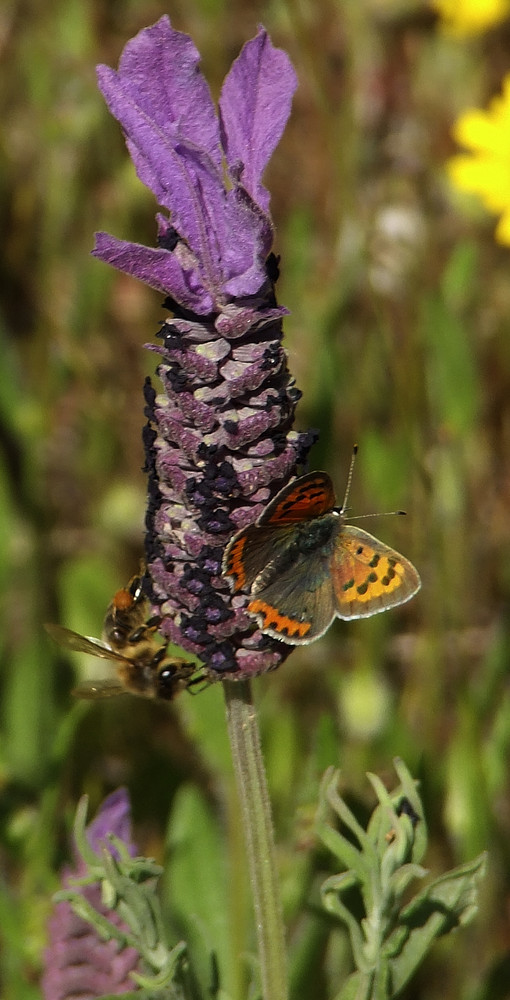 Princesa en la lavanda