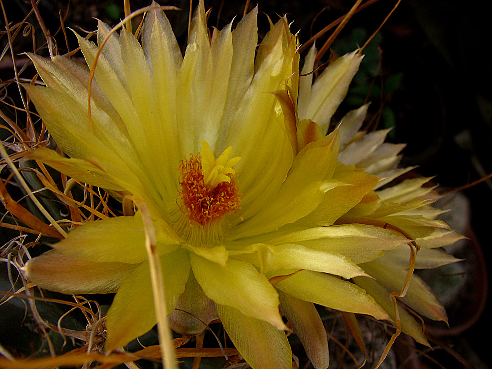 Princesa (Leuchtenbergia principis)