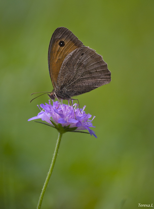 Princesa sobre la flor