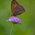 Princesa sobre la flor