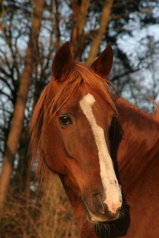 Princess Danube, Traberstute