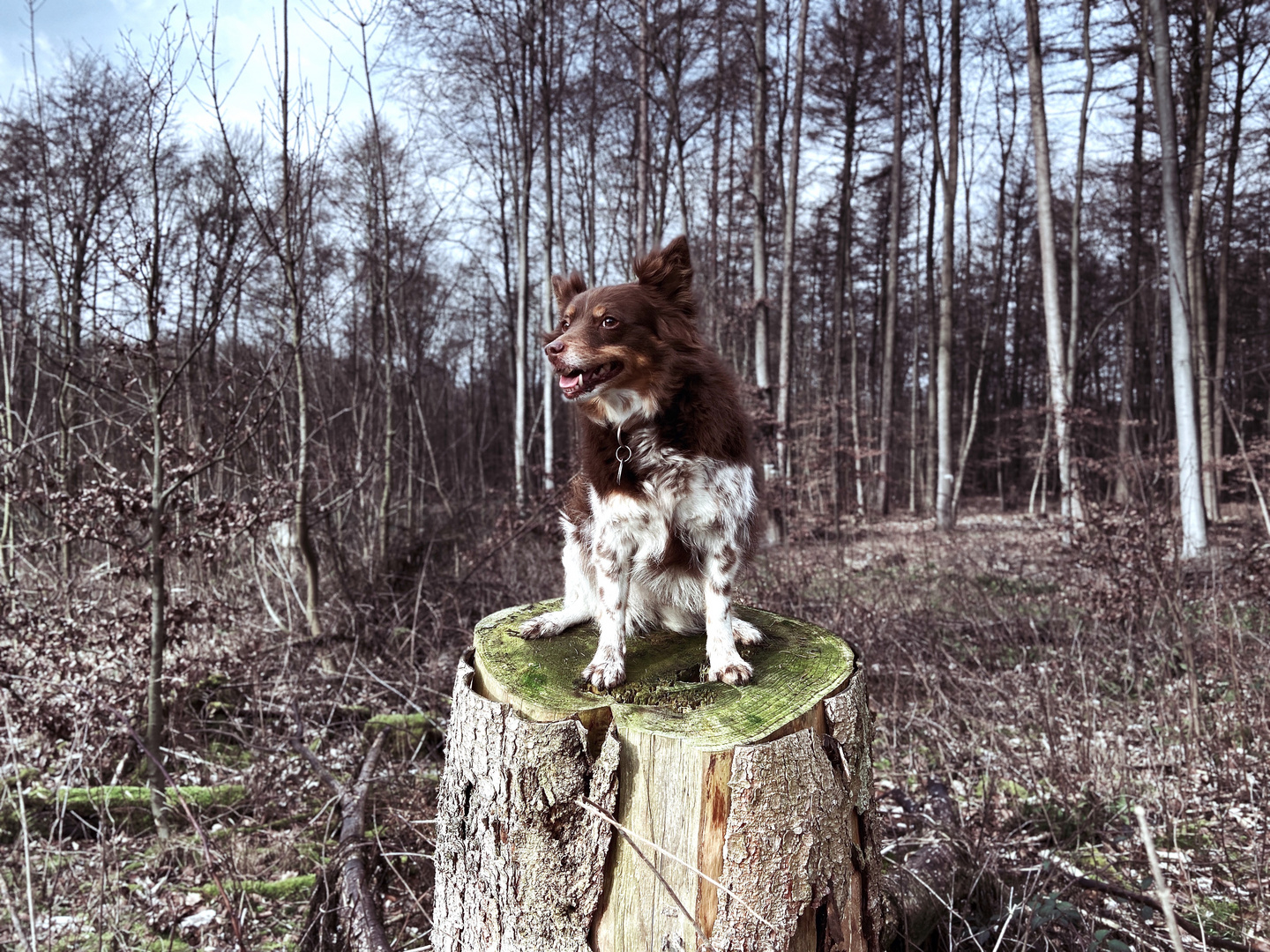 Princess of the Forest