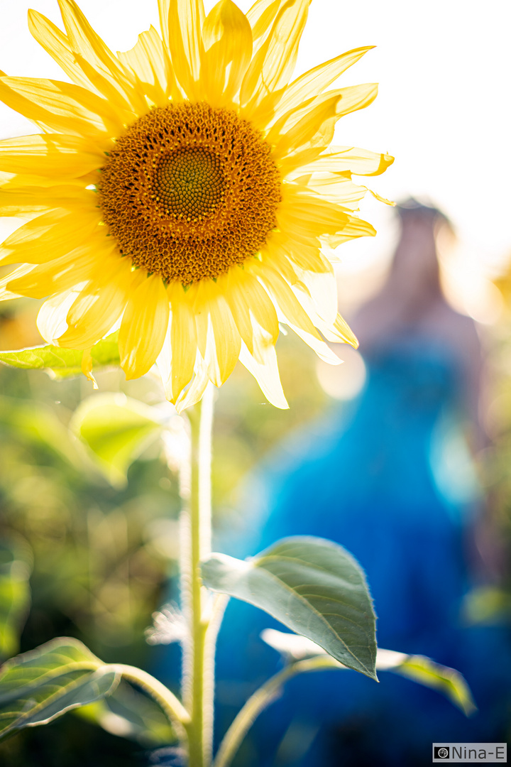 Princess of the Sun