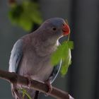 Princess of Wales Parakeet