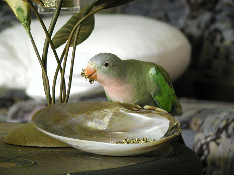 Princess Of Wales Parakeet